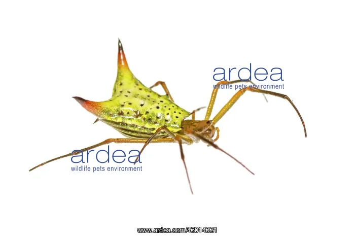 : Micrathena sp. isolated on a white background : Micrathena sp. isolated on a white background