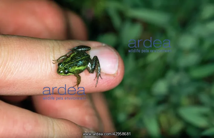 : Micro Frog - on a finger showing scale : Micro Frog - on a finger showing scale