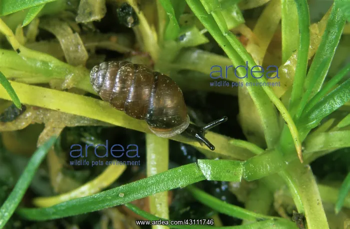 : Micro-snail : Micro-snail