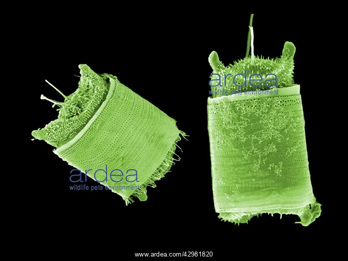 : Microalga - First microalga allowed to be used in human food : Microalga - First microalga allowed to be used in human food