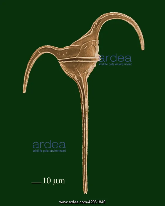  : Microalga - the micro-algae have very graphic forms
