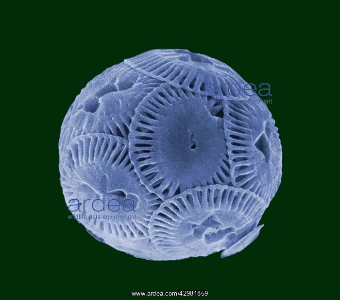  : Microalga - the micro-algae have very graphic forms