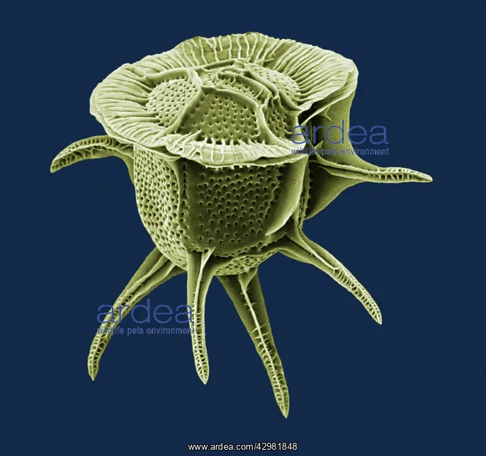 : Microalgua - Libany - the micro-algae have very : Microalgua - Libany - the micro-algae have very