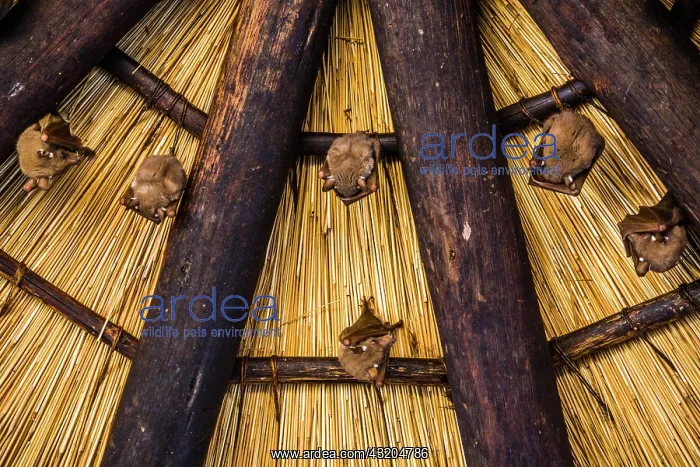 : Microbats (Microchiroptera), peters epauletted fruit : Microbats (Microchiroptera), peters epauletted fruit