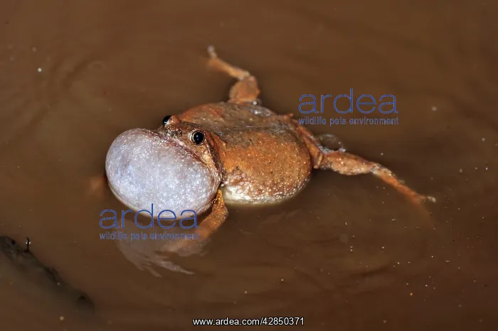  : Microhylid Frog