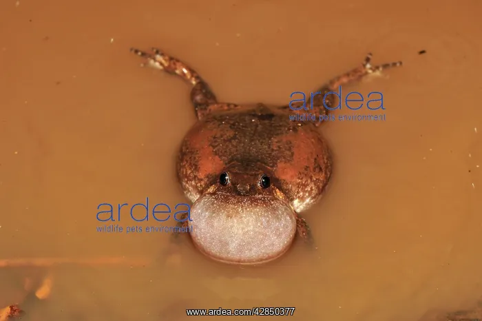  : Microhylid Frog