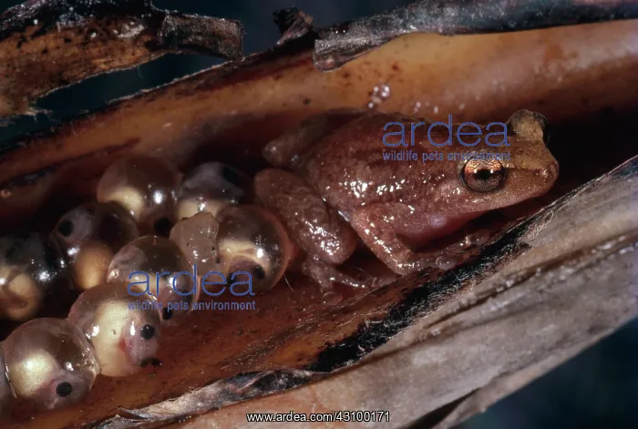 : Microhylid Frog with Eggs : Microhylid Frog with Eggs
