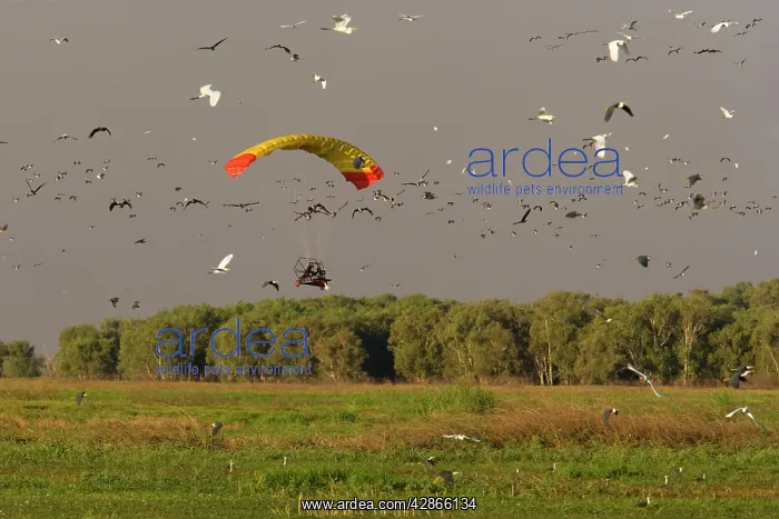 : Microlight - in flight over the wetlands of Fogg Dam : Microlight - in flight over the wetlands of Fogg Dam
