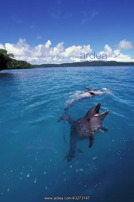 : Micronesia, Palau, World Heritage Site : Micronesia, Palau, World Heritage Site