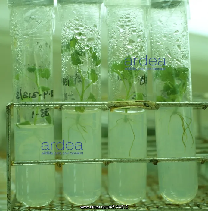 : Micropropagation : Micropropagation