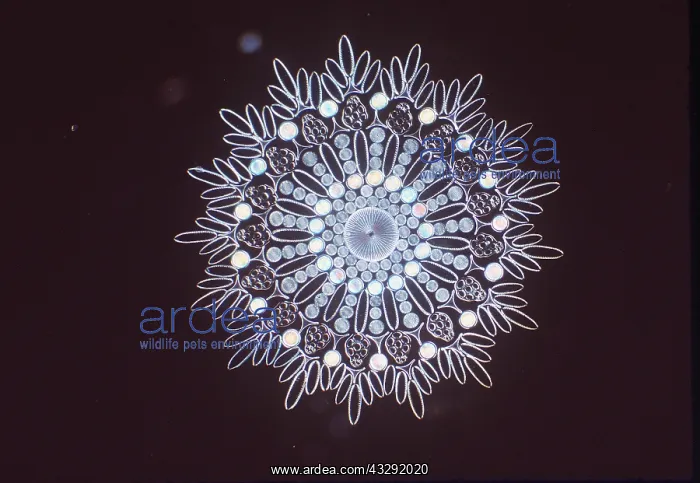: MICROSCOPIC - Design of Diatoms, phytoplankton : MICROSCOPIC - Design of Diatoms, phytoplankton