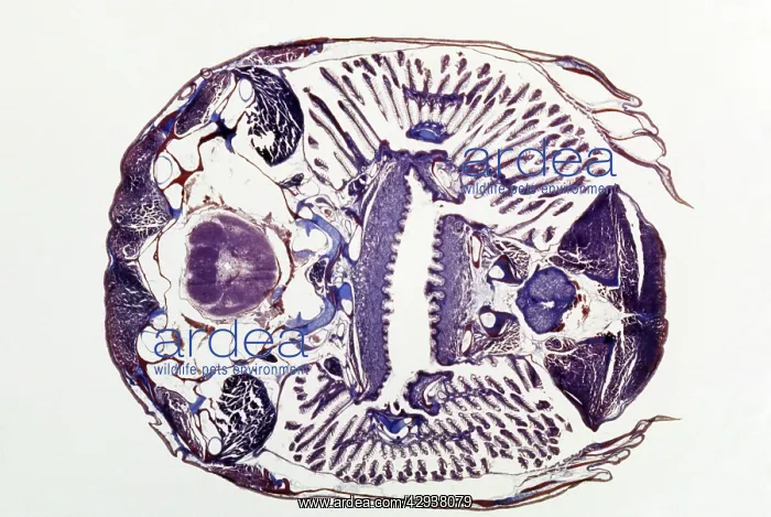 : Microscopic Fish Gill - tranverse section through : Microscopic Fish Gill - tranverse section through