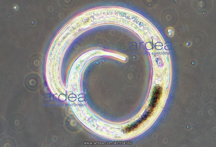 : Microscopic - Nematode Worm from sediment of garden : Microscopic - Nematode Worm from sediment of garden