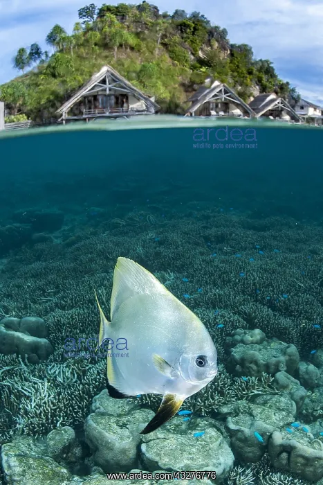 : Mid-air mid-water view of a Tiera batfish (Platax : Mid-air mid-water view of a Tiera batfish (Platax