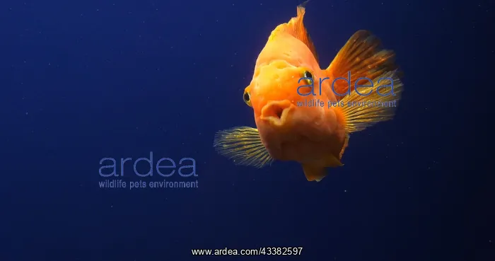 : Midas Cichlid, amphilophus citrinellus, Fish swi : Midas Cichlid, amphilophus citrinellus, Fish swi