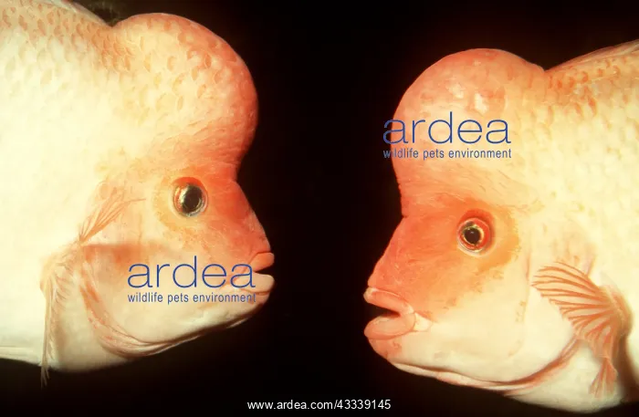 : MIDAS CICHLID - pair, face to face : MIDAS CICHLID - pair, face to face