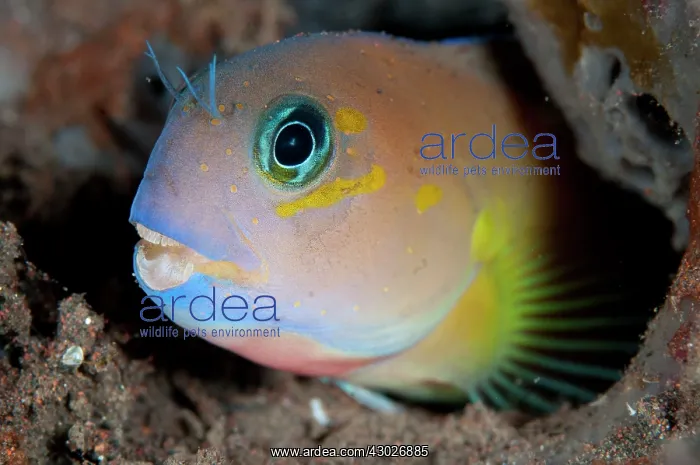: Midas Coralblenny : Midas Coralblenny