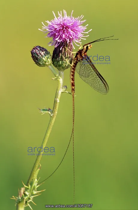 : Midboreal Mayfly : Midboreal Mayfly