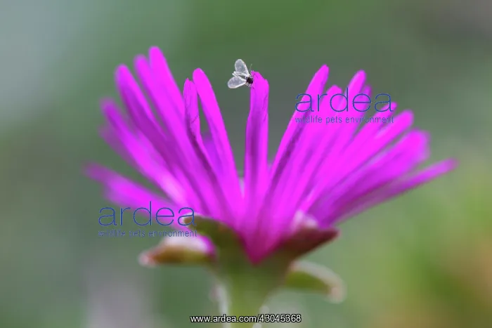 : MiddayFlower : MiddayFlower