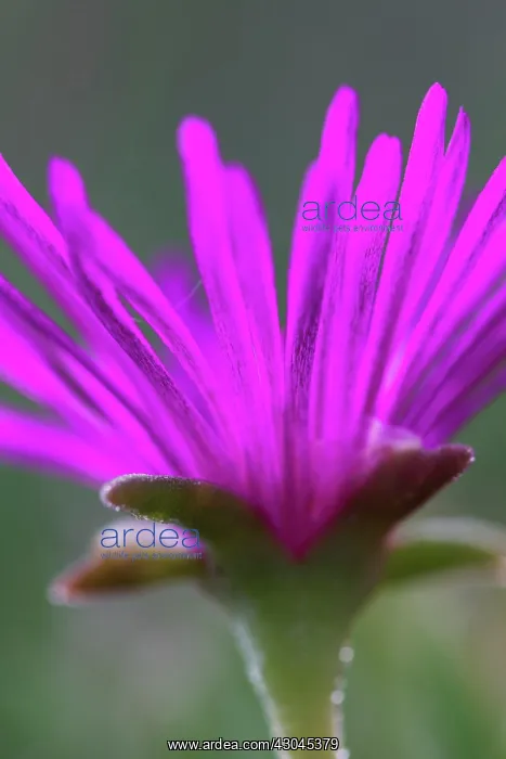 : MiddayFlower : MiddayFlower