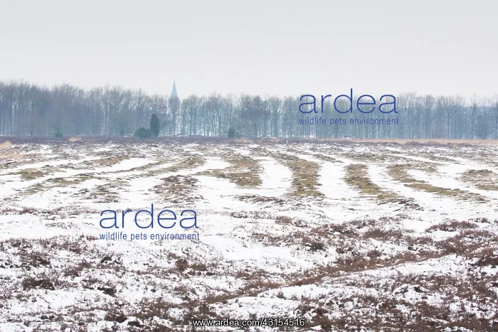 : Middle Age track roads in snow through heathland : Middle Age track roads in snow through heathland