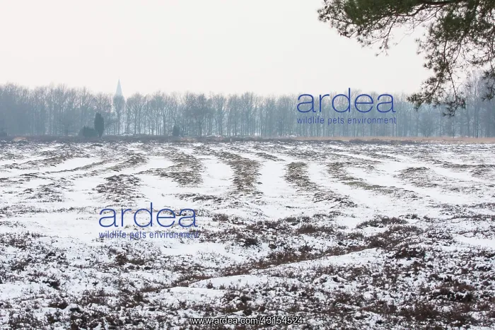 : Middle Age track roads in snow through heathland : Middle Age track roads in snow through heathland