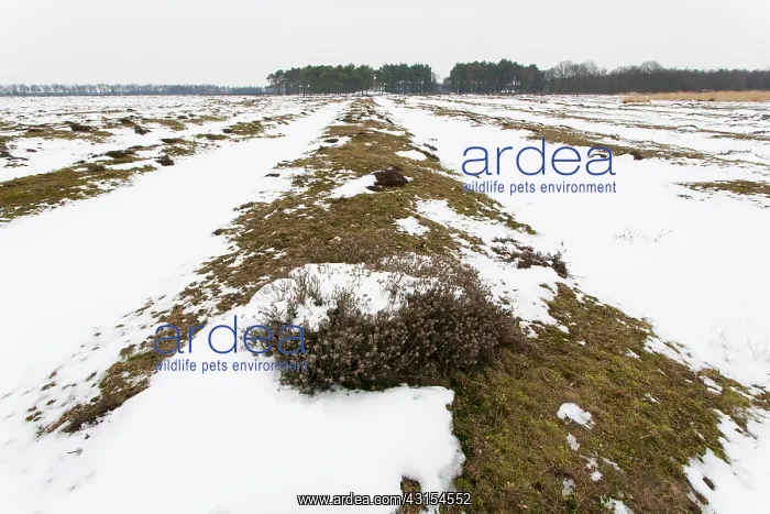 : Middle Age track roads in snow through heathland : Middle Age track roads in snow through heathland