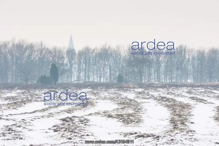 : Middle Age track roads in snow through heathland : Middle Age track roads in snow through heathland