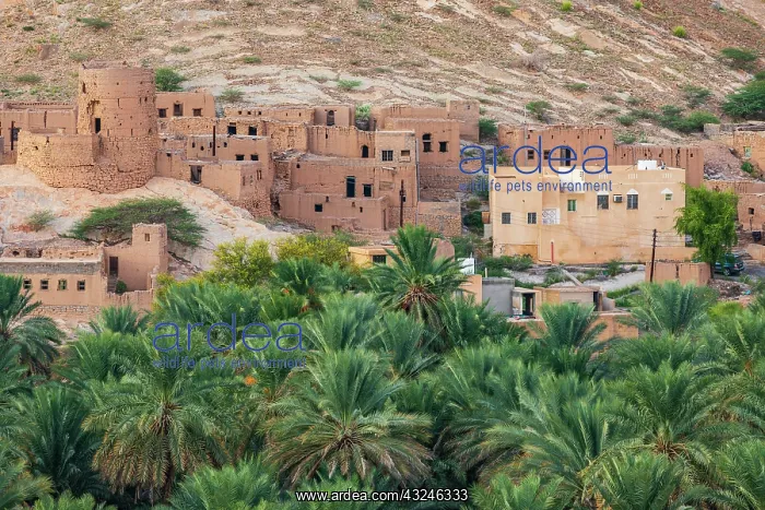 : Middle East, Arabian Peninsula, Oman, Ad Dakhiliyah : Middle East, Arabian Peninsula, Oman, Ad Dakhiliyah