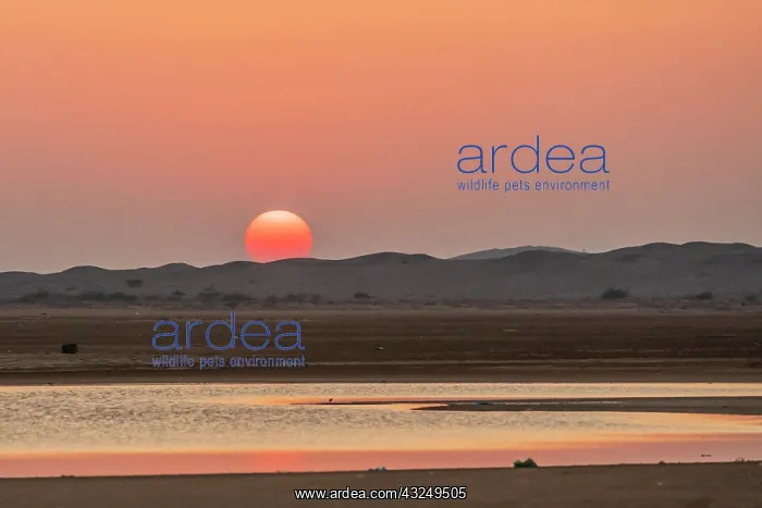 : Middle East, Arabian Peninsula, Ash Sharqiyah South : Middle East, Arabian Peninsula, Ash Sharqiyah South