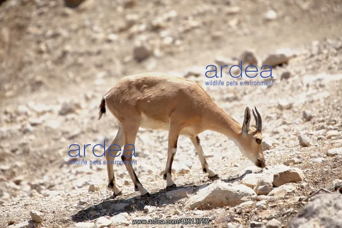 : Middle East, Israel, Judean Desert near : Middle East, Israel, Judean Desert near