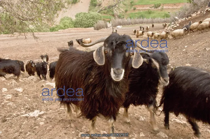 : Middle East; Turkey, Anatolia SE Face forward : Middle East; Turkey, Anatolia SE Face forward