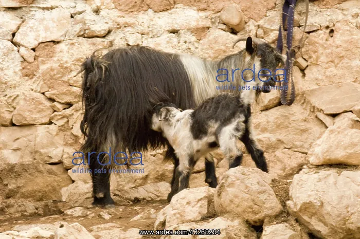 : Middle East; Turkey, Anatolia SE Goat nursing : Middle East; Turkey, Anatolia SE Goat nursing
