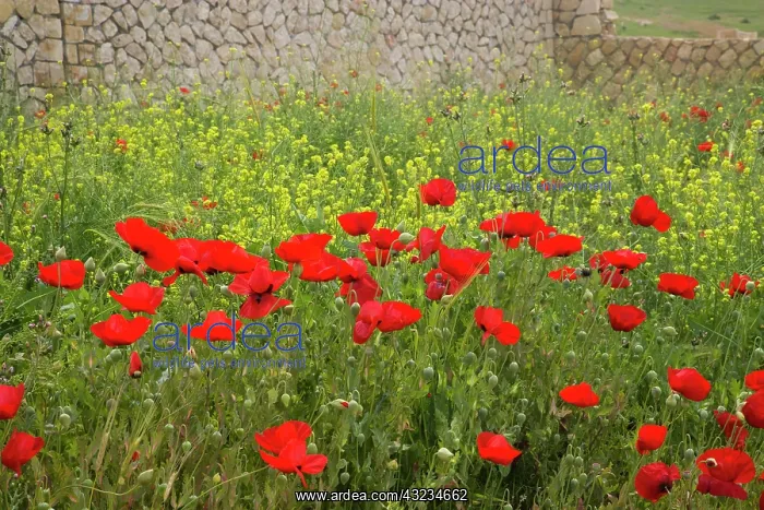 : Middle East Turkey With red Poppies in the : Middle East Turkey With red Poppies in the
