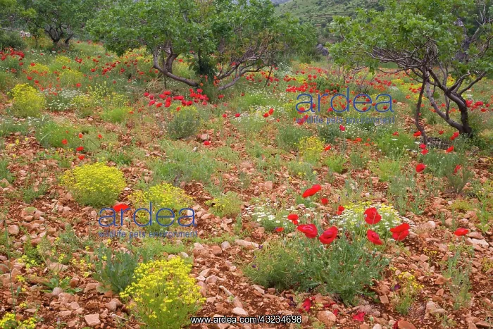  : Middle East Turkey Red poppy fields on the