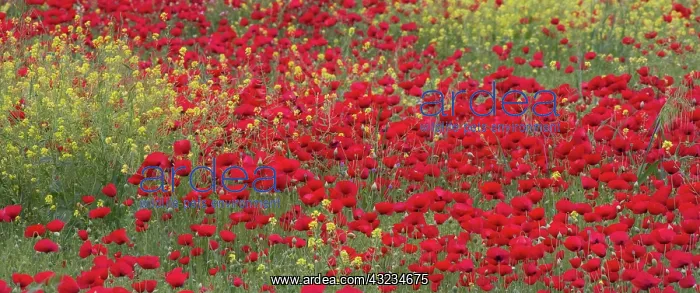 : Middle East Turkey Springtime with Red Poppies : Middle East Turkey Springtime with Red Poppies
