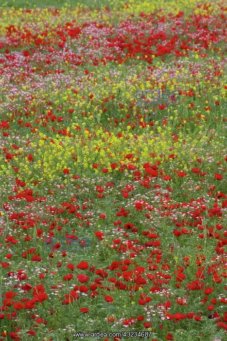 : Middle East Turkey Springtime with Red Poppies : Middle East Turkey Springtime with Red Poppies