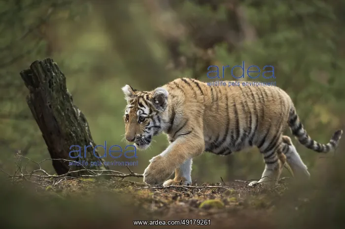 : In the middle of the forest... Royal Bengal tiger (Panthera tigris) : In the middle of the forest... Royal Bengal tiger (Panthera tigris)