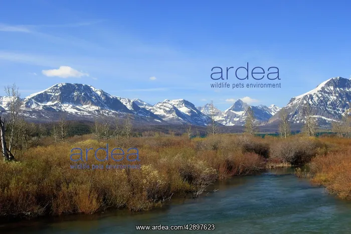 : Middle fork flathead river. Glacier National Park : Middle fork flathead river. Glacier National Park