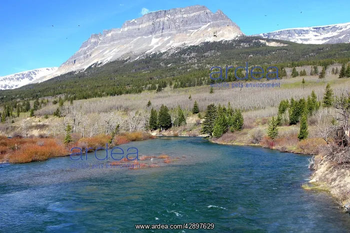 : Middle fork flathead river. Glacier National Park : Middle fork flathead river. Glacier National Park