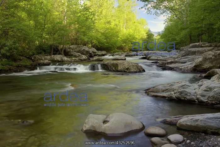: Middle Fork of the Little Pigeon River : Middle Fork of the Little Pigeon River