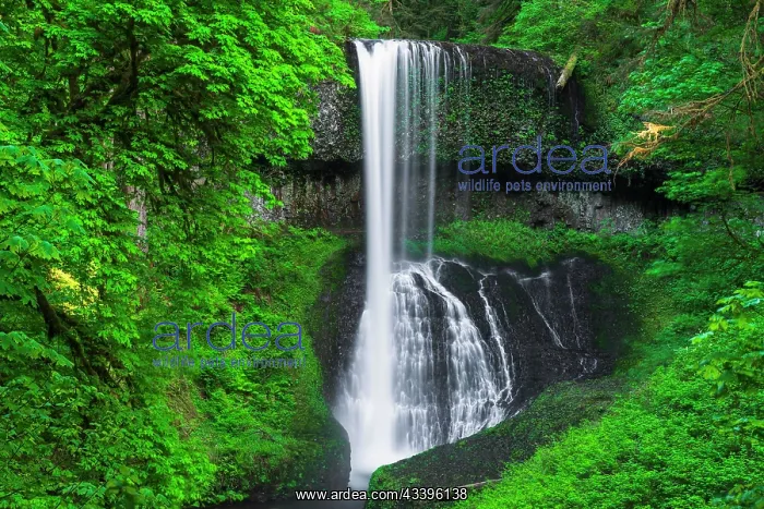 : Middle North Falls, Silver Falls State Park, Oregon : Middle North Falls, Silver Falls State Park, Oregon