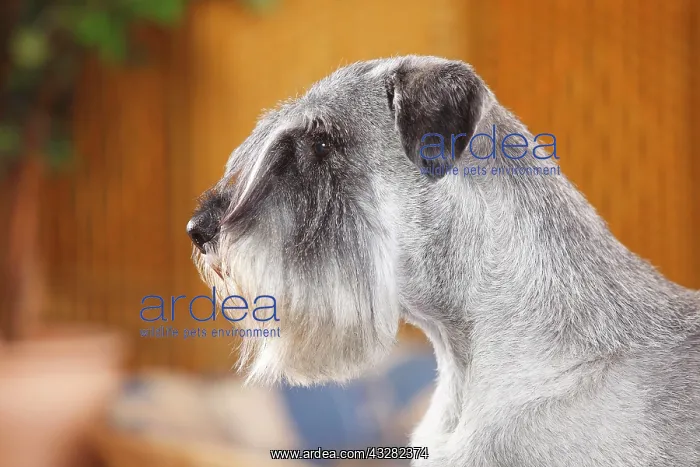 : Middle schnauzer, male, pepper-salt, 10 years, animal : Middle schnauzer, male, pepper-salt, 10 years, animal