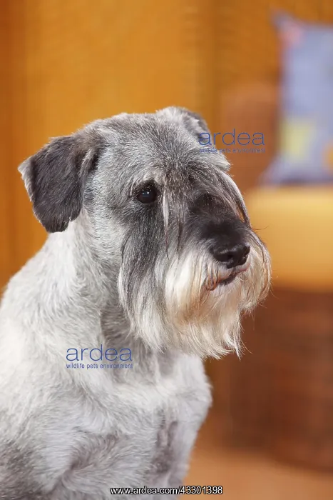 : Middle schnauzer, male, pepper-salt, 10 years, animal : Middle schnauzer, male, pepper-salt, 10 years, animal