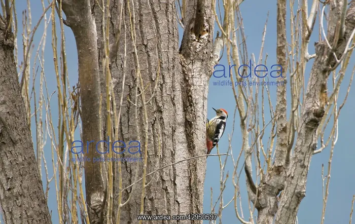 : Middle Spotted Woodpecker : Middle Spotted Woodpecker