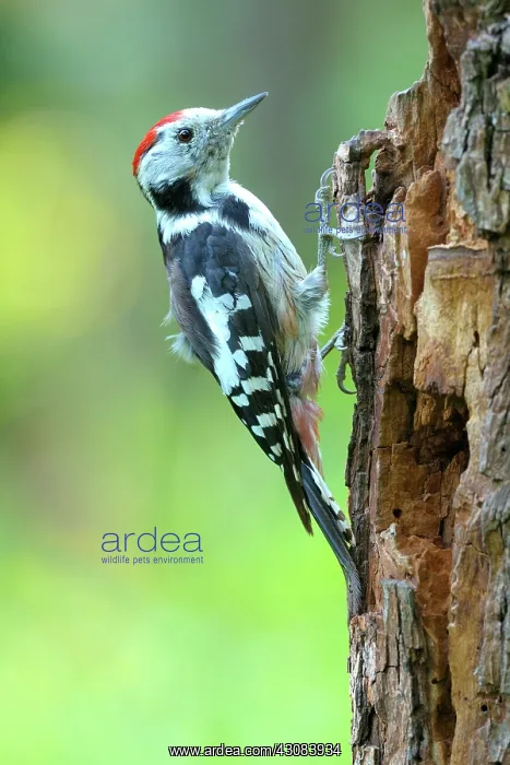 : Middle Spotted Woodpecker : Middle Spotted Woodpecker