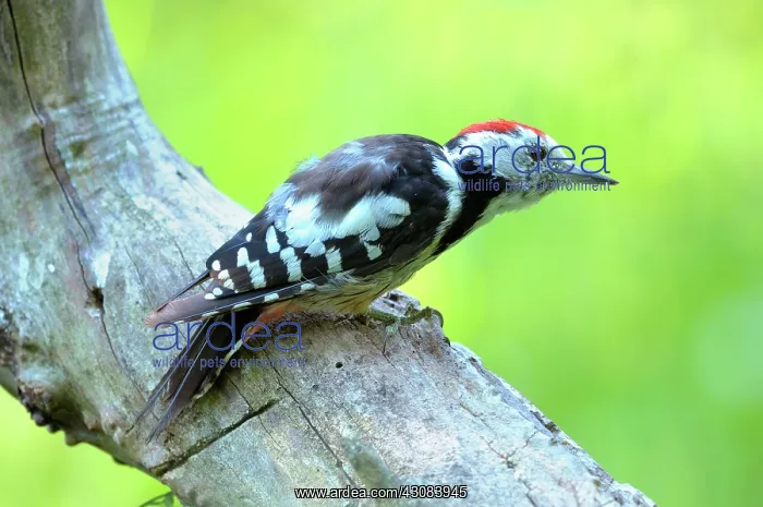 : Middle Spotted Woodpecker : Middle Spotted Woodpecker