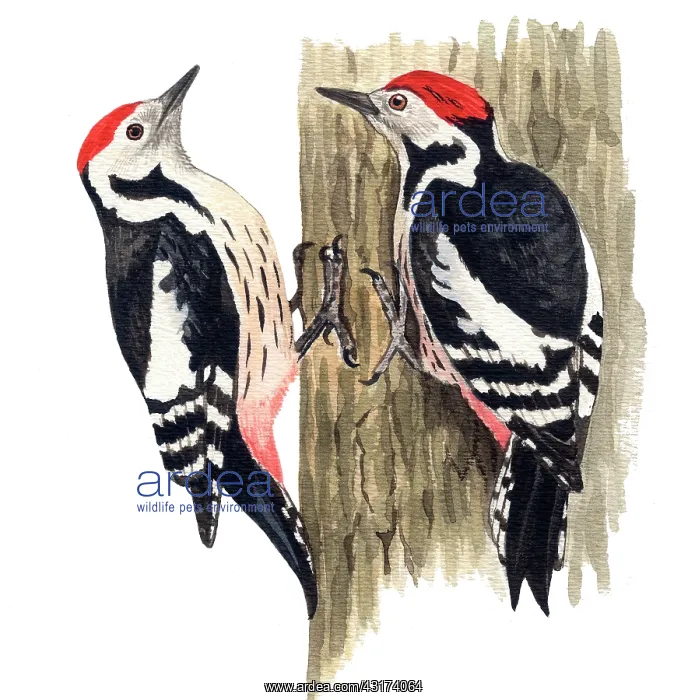 : Middle Spotted Woodpecker : Middle Spotted Woodpecker