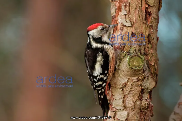 : Middle Spotted Woodpecker : Middle Spotted Woodpecker