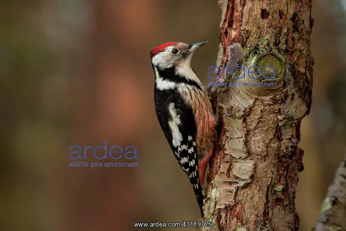 : Middle Spotted Woodpecker : Middle Spotted Woodpecker